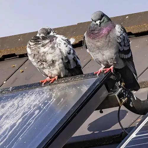 Bird fouling